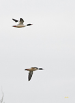 Common Mergansers 6226